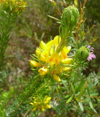 Phyllota grandiflora