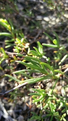 Lampranthus explanatus