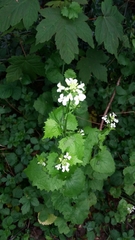 Alliaria petiolata