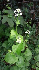 Alliaria petiolata