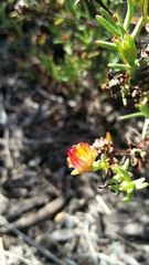 Lampranthus explanatus