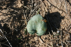 Eriospermum capense capense