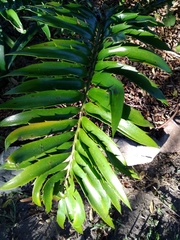 Encephalartos natalensis