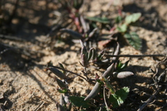 Lampranthus filicaulis