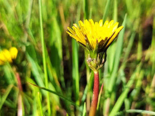 Stair-Leaved Dandelion (Taraxacum trilobifolium)