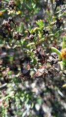 Lampranthus explanatus