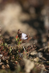 Limonium kraussianum