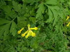 Pseudofumaria lutea