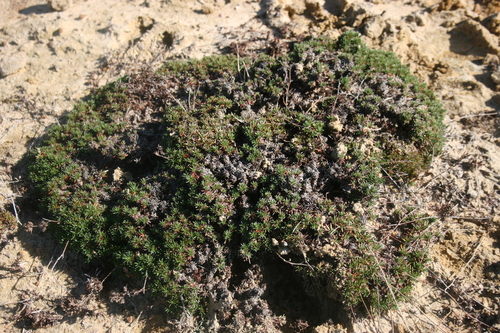 Image of Limonium kraussianum by (c) Jacques van der Merwe, some rights reserved (CC BY-SA)