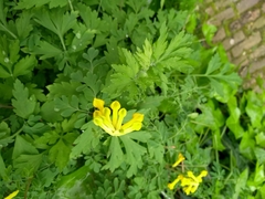 Pseudofumaria lutea