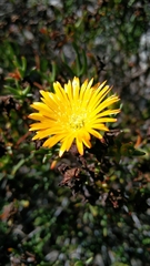 Lampranthus explanatus