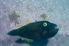 Eubalichthys bucephalus