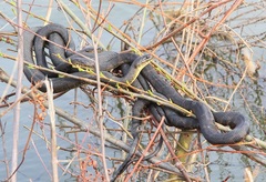 Nerodia sipedon insularum