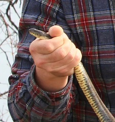 Nerodia sipedon insularum