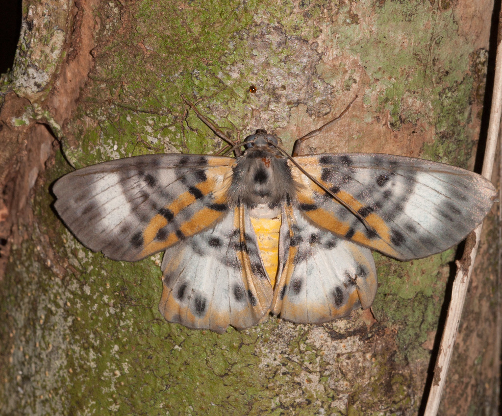 Bracca rosenbergi