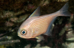 Pempheris multiradiata