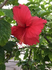 Hibiscus rosa-sinensis