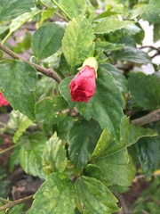 Hibiscus rosa-sinensis