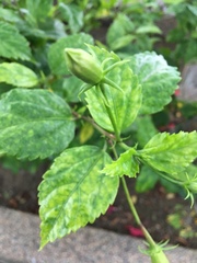 Hibiscus rosa-sinensis