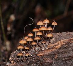 Mycena mulawaestris