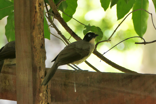 Blackcap Babbler (Turdoides reinwardtii), photo 5