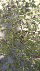 Erica glabella
