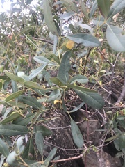 Rhoicissus revoilii