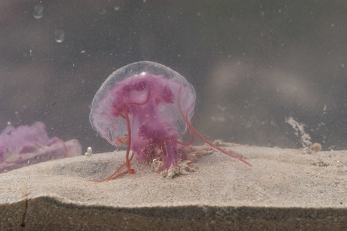 South Pacific Mauve Stinger