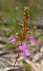 Stylidium lineare