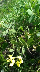 Baptisia bracteata leucophaea