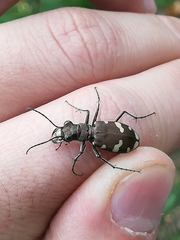 Cicindela sylvicola