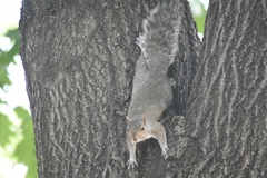 Sciurus carolinensis