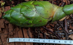 Costus amazonicus krukovii