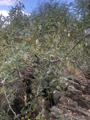 Rhoicissus revoilii