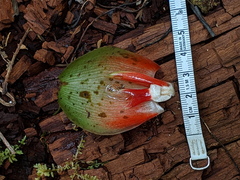 Costus amazonicus krukovii