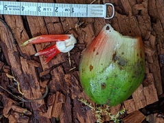 Costus amazonicus krukovii