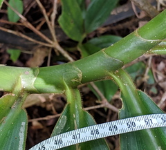 Costus amazonicus krukovii