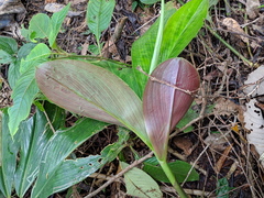 Costus amazonicus krukovii