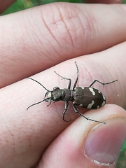 Cicindela sylvicola