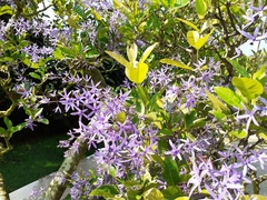 Magnoliopsida