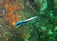 Aspidontus taeniatus