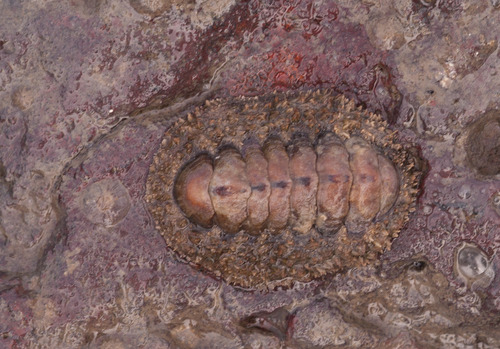 Chitonidae