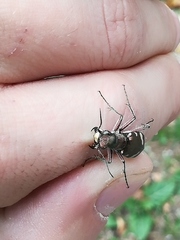 Cicindela sylvicola