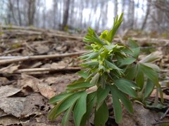 Corydalis bracteata