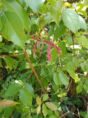 Lyonia ovalifolia