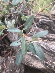 Rhoicissus revoilii