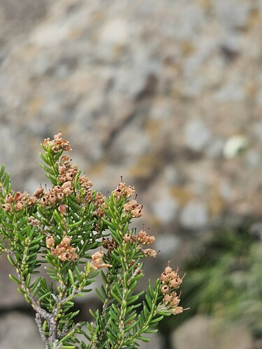 Thread Heath (Erica dissimulans)