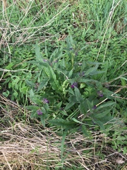 Symphytum × uplandicum