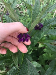 Symphytum × uplandicum