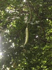 Parmentiera cereifera